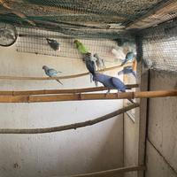 Parrocchetti dal collare