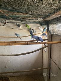 Parrocchetti dal collare