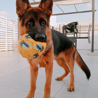 Cucciolo da Pastore Tedesco