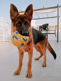 Cucciolo da Pastore Tedesco