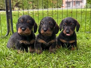 Cuccioli bassotto a pelo duro