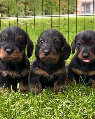 Cuccioli bassotto a pelo duro