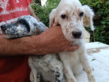 Cuccioli setter inglese