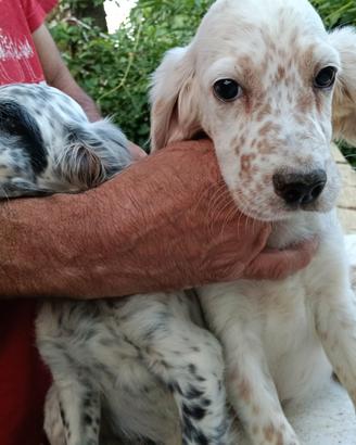 Cuccioli setter inglese