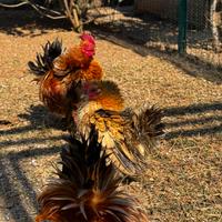 Serama riccie, galline ornamentali