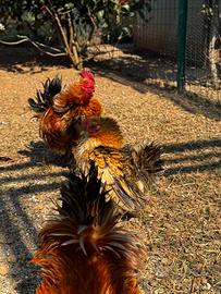 Serama riccie, galline ornamentali