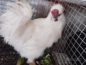 Tris di gallo e galline Moroseta