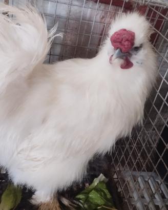 Tris di gallo e galline Moroseta