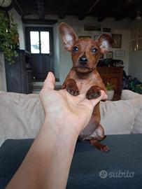cuccioli di pinscher nano 
