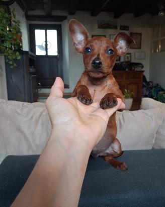 cuccioli di pinscher nano 