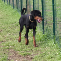 Doberman