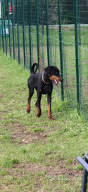 Doberman