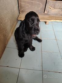 Cucciola di cocker