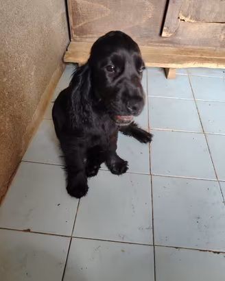 Cucciola di cocker