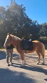 Cavallo haflinger 5 anni