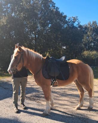 Cavallo haflinger 5 anni