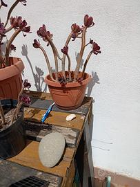 Aeonium pianta grassa