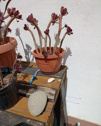 Aeonium pianta grassa