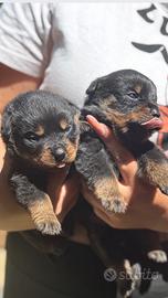 Rottweiler
