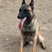 Disponibile cuccioli pastore del belga malinois