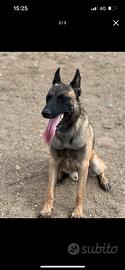 Disponibile cuccioli pastore del belga malinois