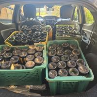 Bottiglie vuote di vino