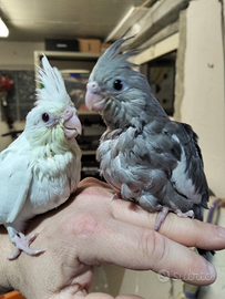 Calopsite allevate a mano