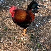 Gallo pepoi