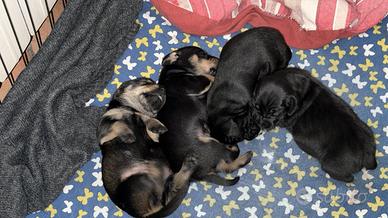 Cuccioli taglia piccola