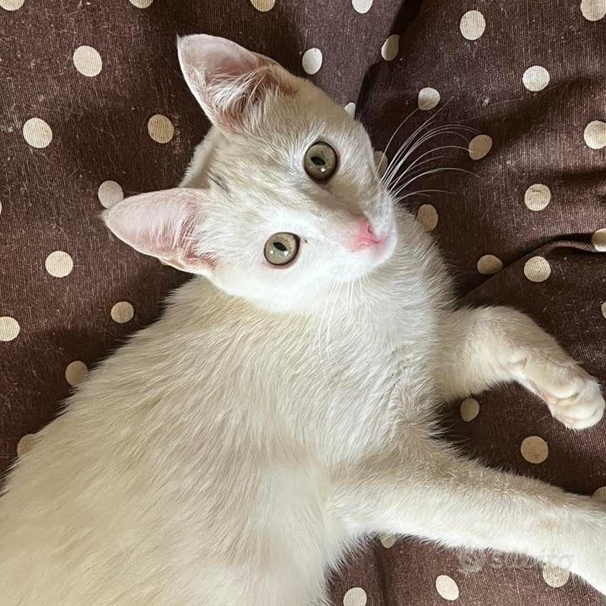 Gattina bianca Animali In vendita a Milano