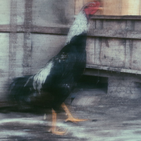 Gallo combattente,ko-shamo