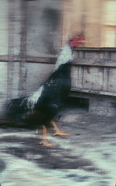 Gallo combattente,ko-shamo