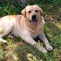 Labrador