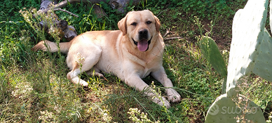 Labrador