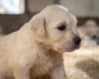 Cuccioli GOLDEN RETRIEVER