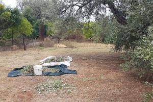 Terreno agricolo