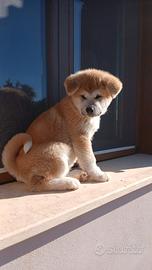 Cucciolo Akita inu