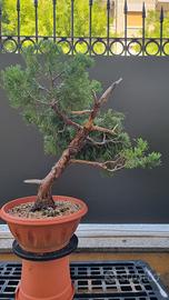 bonsai prebonsai