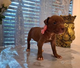Pitbull ukc pedigree