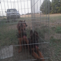 Cuccioli pastore tedesco