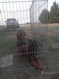 Cuccioli pastore tedesco