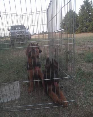 Cuccioli pastore tedesco