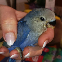 Pulli di inseparabili roseicollis di vari colori