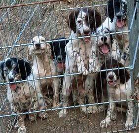cuccioli setter inglese 
