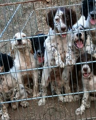 cuccioli setter inglese 