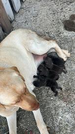 Cuccioli labrador senza pedigree