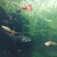 10 pesci guppy adulti