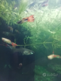 10 pesci guppy adulti