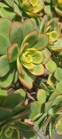 AEONIUM HAWORTHII pianta grassa - succulenta