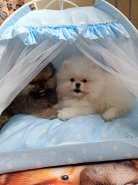 Spitz di pomerania nano